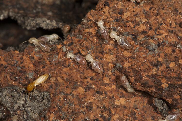 Order Isoptera, termites. Neds Corner, Victoria.