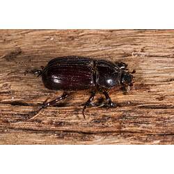 Family Scarabaeidae, scarab beetle. Neds Corner, Victoria.