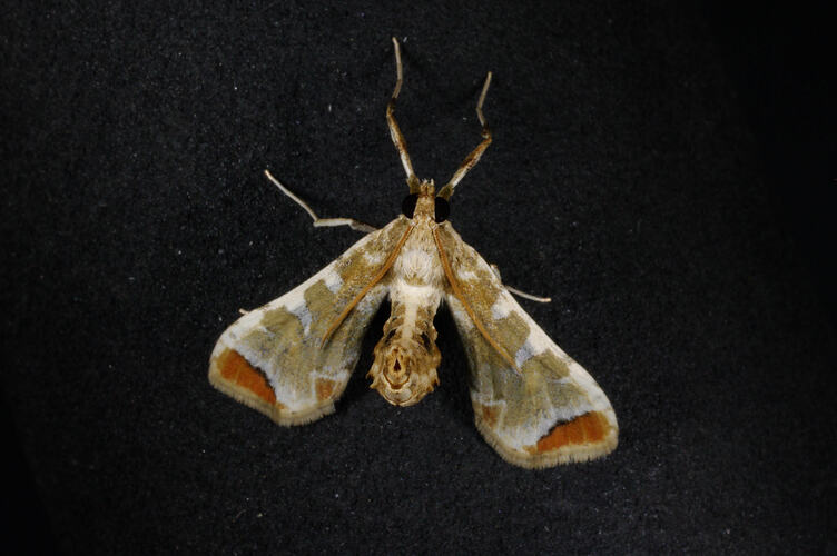 Moth with elongated brown, white and red wings.