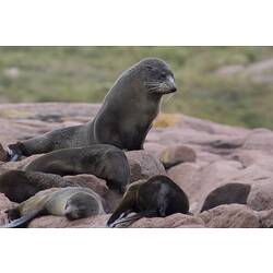 Group of fur seal on rock, one sitting up, most lying down.