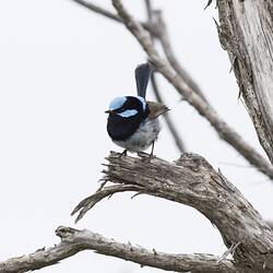 Black and white bird with blue head on bare branch.
