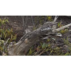 Grey-brown lizard in bush.