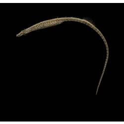Long narrow brown pipefish against black background.