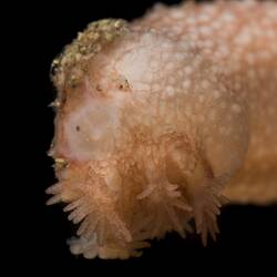 Close up of sea cucumber.