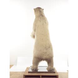 Rear view of taxidermied polar bear mounted standing on hindlegs.