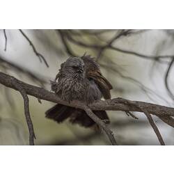 Fluffy brown-black bird on branch.
