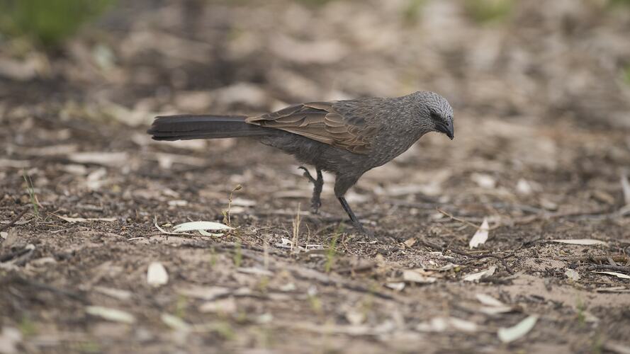 Brown-black bird on ground.