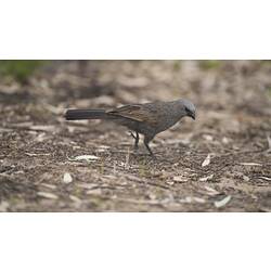 Brown-black bird on ground.