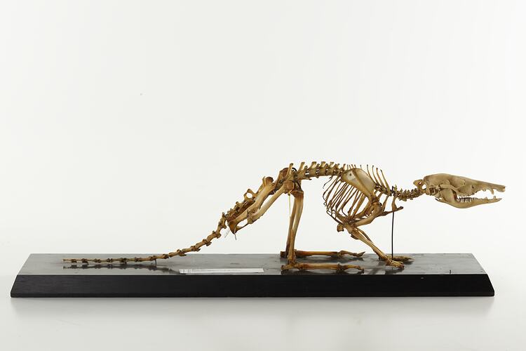 Side view of articulated bilby skeleton.