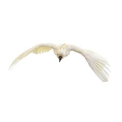 White cockatoo specimen mounted as though in flight.