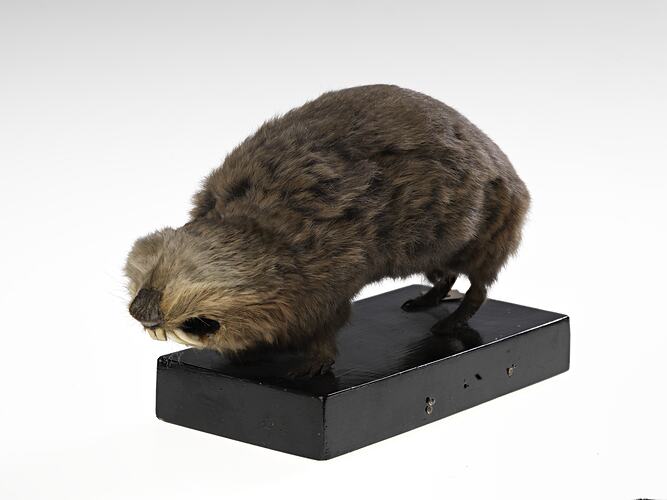 Blind mole rat specimen mounted on wooden base.