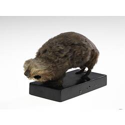 Blind mole rat specimen mounted on wooden base.