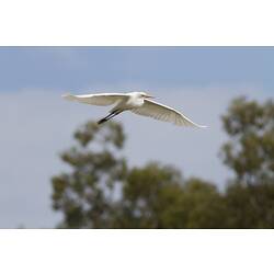 Large white bird in flight.