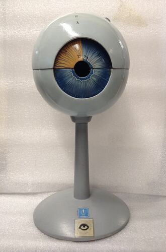 Model of human eye on grey stand.