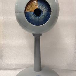 Model of human eye on grey stand.