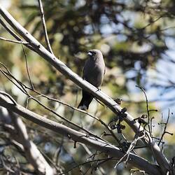Dark bird with pale beak on branch.