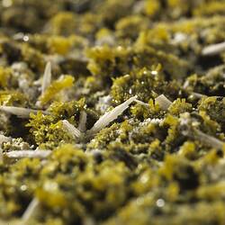 Pyromorphite. [M 53451]