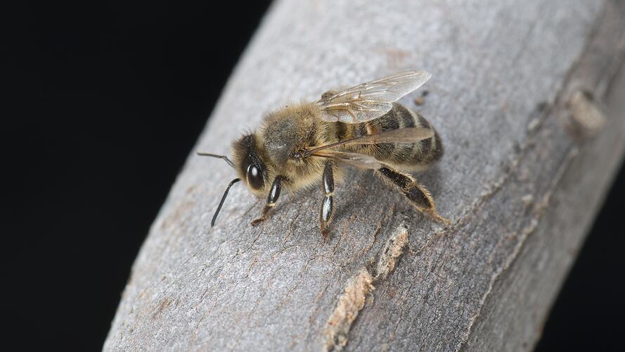 Honey Bee on tree.