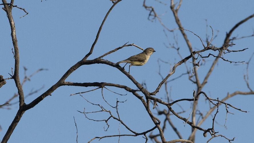 Brown bird on bare branch.