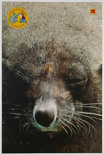 Poster - Kodak Australasia Pty Ltd, Seal, 'Capture Your Friends on Kodak Film', 1982-1990