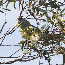 <em>Barnardius zonarius</em>, Mallee Ringneck. Wyperfeld National Park, Victoria.