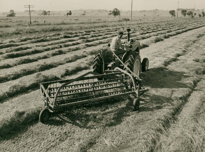 Man driving a tractor coupled to a side delivery rake in a field of windrown hay.
