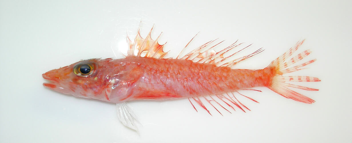 Fish specimen, left lateral view