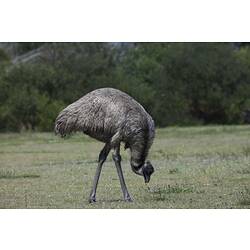 Emu eating grass.