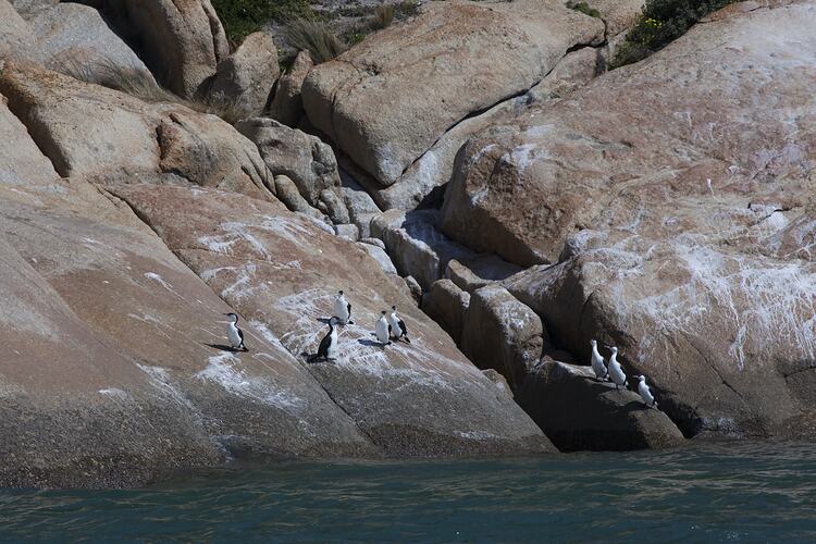 Black and white birds on rocks.