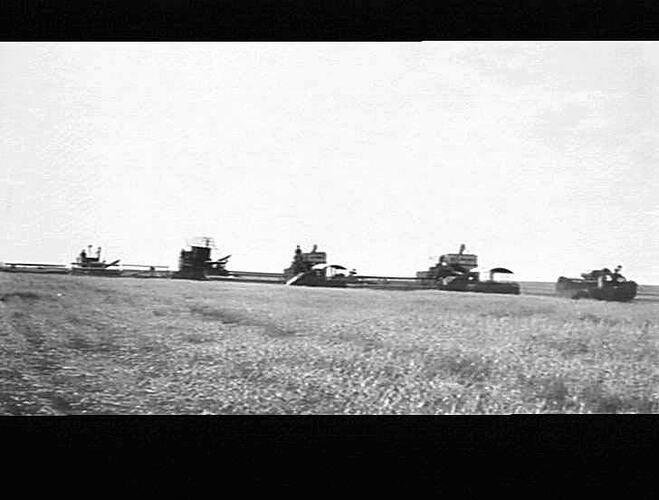 TAKEN MR HILL'S FARM COLBY KANSAS U.S.A,(1) SUNSHINE AUTO HEADER 12 FT, (2) OLIVIERS 20 FT REACH, (3) HOLT 28 FT REACH, (4) CATERPILLAR 28 FT REACH, CROP YIELDING 40 BUSHELLS PER ACRE DOWN AND TANGLED. 4PM SUNSHINE OVERTAKEN OTHER MACHINES FOR SECOND TIME