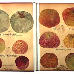 Album - Wax Fruit Models, Miss McMillan, 1904