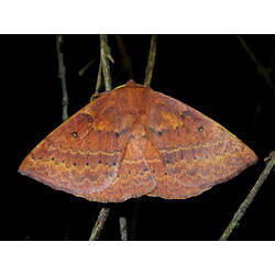 <em>Anthela repleta</em>, anthelid moth. Great Otways National Park, Victoria.