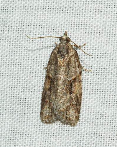 <em>Acropolitis rudisana</em>, moth. Great Otway National Park, Victoria.