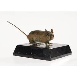 Wood Mouse on black base