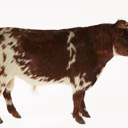 Model of brown and white bull. Right profile.