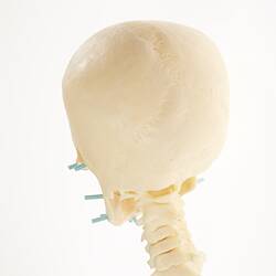 Back view of model of human skull and top of neck.
