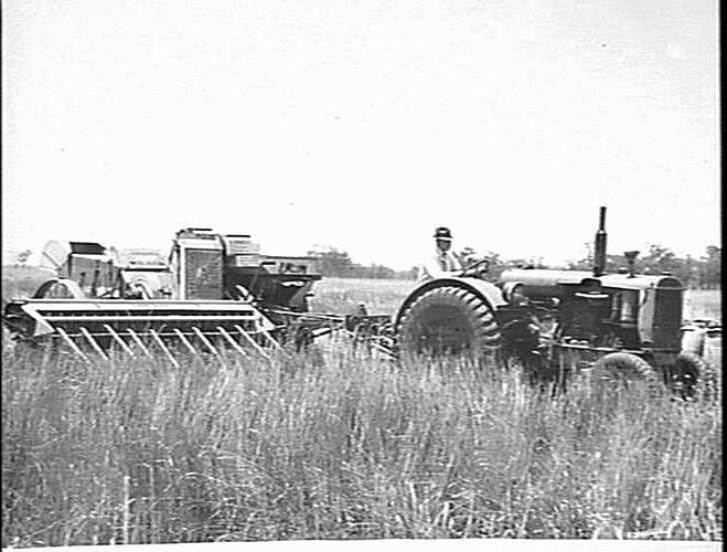 SUNSHINE MACHINES HARVESTING 14 BAG CROP OF `GERALYING' WHEAT IN BOGGABRI DISTRICT, N.S.W.: JAN 1940