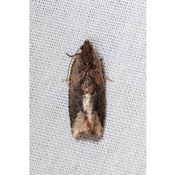 <em>Epitymbia scotinopa</em>, moth. Great Otway National Park, Victoria.