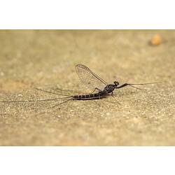 Mayfly on rock.