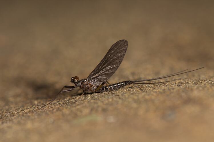 Mayfly on rock.
