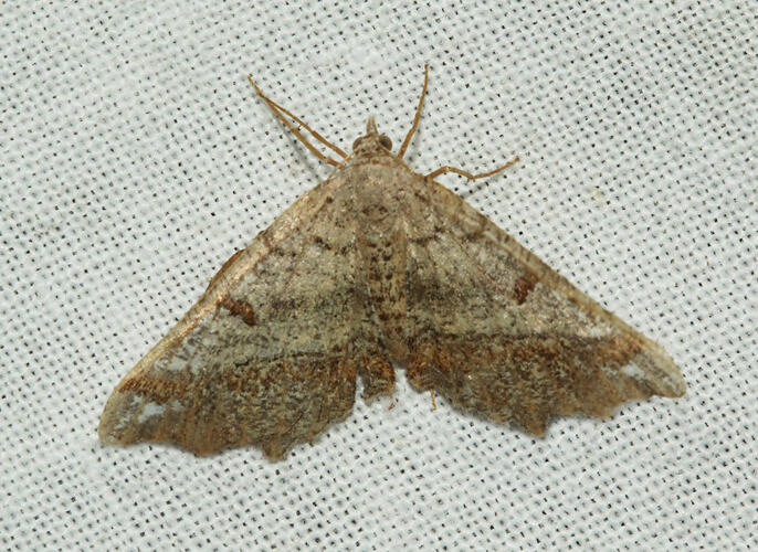 <em>Dissomorphia australiaria</em>, moth. Great Otway National Park, Victoria.