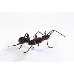 <em>Myrmecia</em> sp., female Bull Ant model. Registration no. HYM 61510.