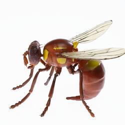 Fruit fly insect model with two wings, six legs and dark thorax curled under with sting showing. Left  profile