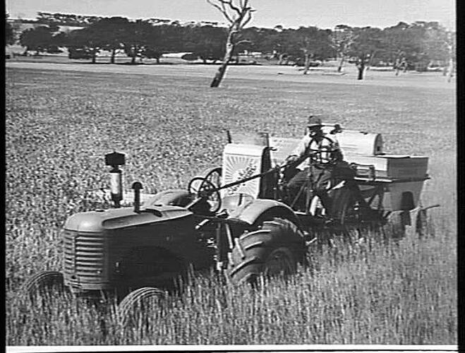 MR. G. A. VEALE OF WOORNDOO, WESTERN DISTRICT, VICTORIA, HARVESTING 42 BUSHELS OF QUADRAT WHEAT WITH HIS 10 FT SUNSHINE NO. 6 POWER-DRIVE HEADER COUPLED TO A SUNSHINE HASSEY HARRIS TRACTOR. NOTE THAT ONE-MAN CONTROL OF HEADER AND TRACTOR: JAN 1949