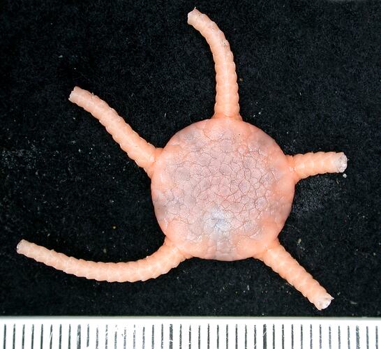 Back view of damaged cream-pink coloured brittle star on black background with ruler.