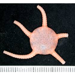 Back view of damaged cream-pink coloured brittle star on black background with ruler.