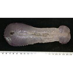 Front view of flattened pink and purple sea cucumber  with  dark tentacles on black background with ruler.