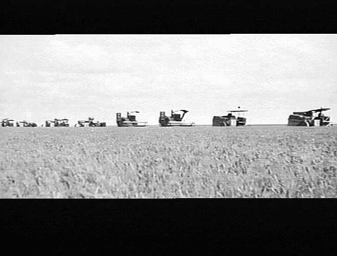 8 SUNSHINE MACHINES AT WORK ON THE PROPERTY OF MESSRS. C. F. MUNCHOW & SONS, BONGEEN, QLD. MACHINES IN THIS PHOTOGRAPH FROM RIGHT TO LEFT ARE: 2 14 FT. AUTOS, `780' S.P., `726' S.P., 2 12 FT. NO. 4, 12 FT NO. 2 & 10 FT. H.S.T., HARVESTING 2000 ACRES OF WH
