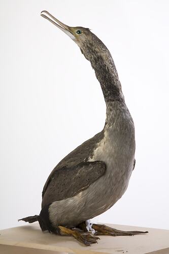 Taxidmermied bird specimen with grey feathers and a long neck, looking up.