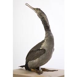 Taxidmermied bird specimen with grey feathers and a long neck, looking up.